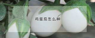 鸡蛋茄怎么种,第1图