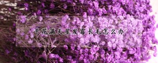 干花满天星发霉长毛怎么办,第1图