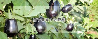 茄子喜欢什么肥料,第1图