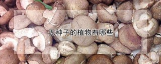 无种子的植物有哪些,第1图