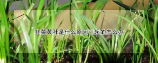 韭菜黄叶是什么原因引起的怎么办,第1图