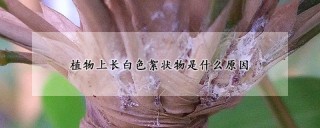 植物上长白色絮状物是什么原因,第1图