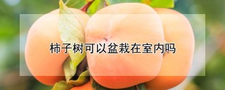 柿子树可以盆栽在室内吗,第1图