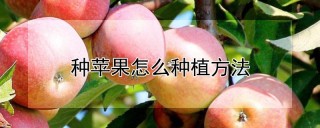 种苹果怎么种植方法,第1图