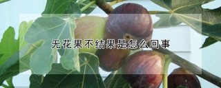 无花果不结果是怎么回事,第1图