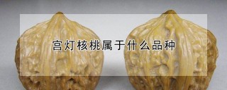 宫灯核桃属于什么品种,第1图