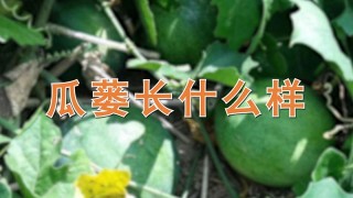 瓜蒌长什么样,第1图