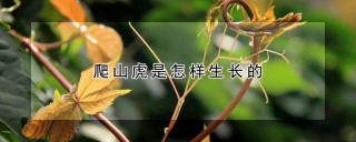 爬山虎是怎样生长的,第1图