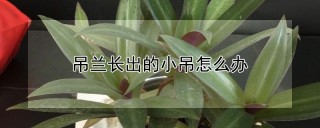 吊兰长出的小吊怎么办,第1图