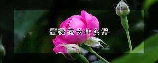 蔷薇花长什么样,第1图