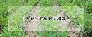 北方花生种植时间和方法,第1图