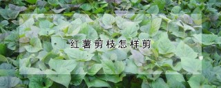 红薯剪枝怎样剪,第1图