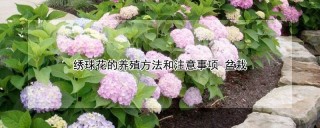 绣球花的养殖方法和注意事项 盆栽,第1图