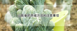 山影拳的养殖方法和注意事项,第1图