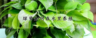 绿萝如何在水里养殖,第1图