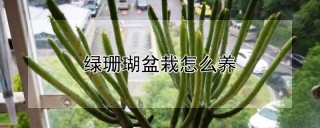 绿珊瑚盆栽怎么养,第1图