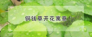 铜钱草开花寓意,第1图