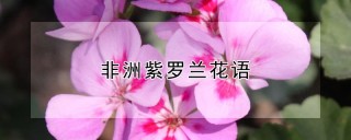 非洲紫罗兰花语,第1图