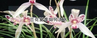 兰花夏季如何浇水,第1图