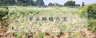 芋头种植方法,第1图