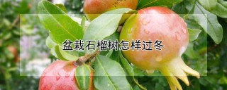 盆栽石榴树怎样过冬,第1图