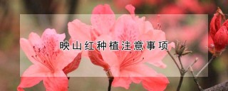 映山红种植注意事项,第1图