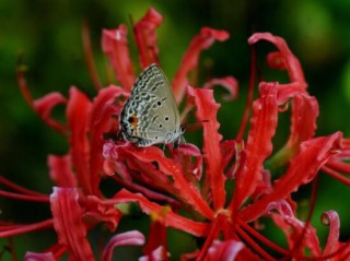 彼岸花怎么种植，老农总结七大种植方法,第4图