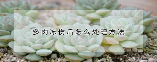 多肉冻伤后怎么处理方法,第1图