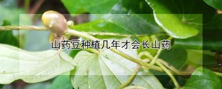 山药豆种植几年才会长山药,第1图