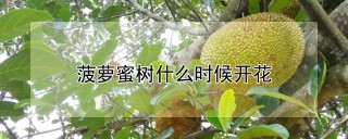 菠萝蜜树什么时候开花,第1图