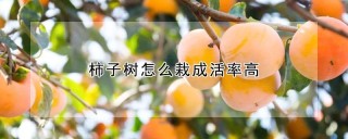 柿子树怎么栽成活率高,第1图