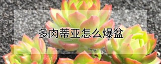 多肉蒂亚怎么爆盆,第1图