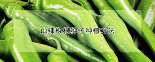 山辣椒根种子种植方法,第1图