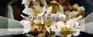 枇杷树开花期施什么肥,第1图