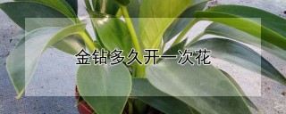 金钻多久开一次花,第1图