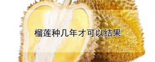 榴莲种几年才可以结果,第1图