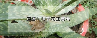 芦荟11月开花正常吗,第1图