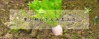 萝卜种后下大雨怎么办,第1图