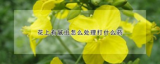 花上有腻虫怎么处理打什么药,第1图