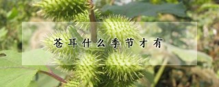 苍耳什么季节才有,第1图