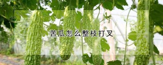 苦瓜怎么整枝打叉,第1图