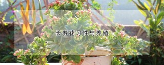 长寿花习性与养殖,第1图