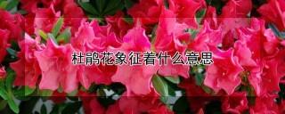 杜鹃花象征着什么意思,第1图