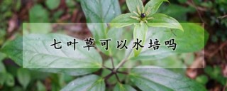 七叶草可以水培吗,第1图