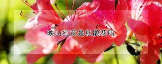 映山红花是杜鹃花吗,第1图