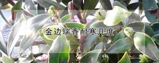 金边瑞香耐寒几度,第1图