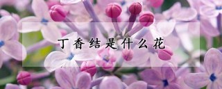 丁香结是什么花,第1图