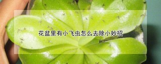 花盆里有小飞虫怎么去除小妙招,第1图