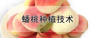 蟠桃种植技术,第1图