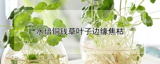 水培铜钱草叶子边缘焦枯,第1图